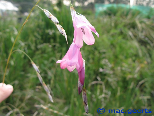 Dierama mossii